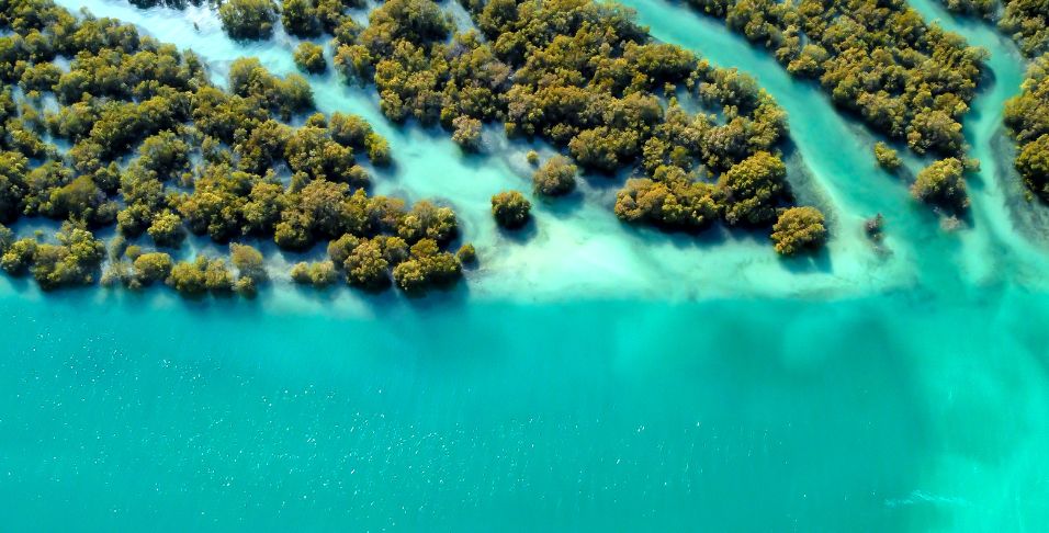 mangrove